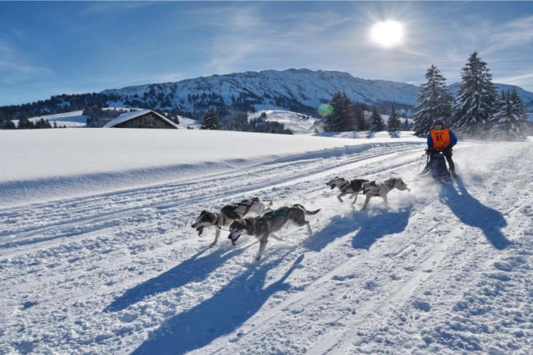 Denkinger PR - Schlittenhunde-Weltelite gastiert in Unterjoch