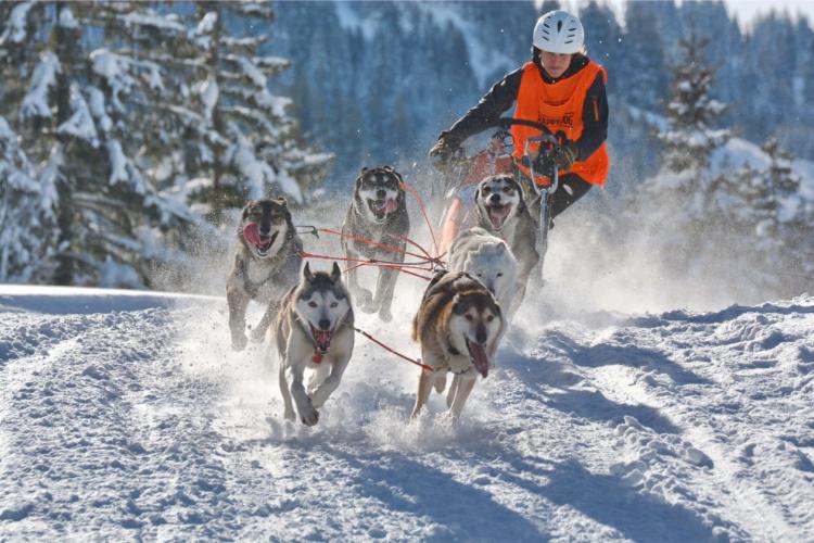 Denkinger PR - Schlittenhunde-Weltelite gastiert in Unterjoch