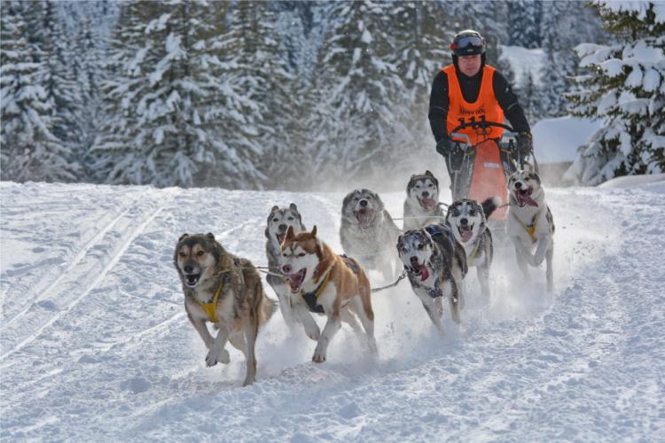 Denkinger PR - Schlittenhunde-Weltelite gastiert in Unterjoch