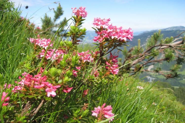 Denkinger PR - Alpenrosen-Bergpanorama über Bad Hindelang