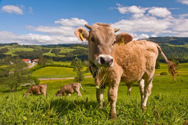 Denkinger PR - Allgäuer Käsestraße lockt Urlauber ins Westallgäu