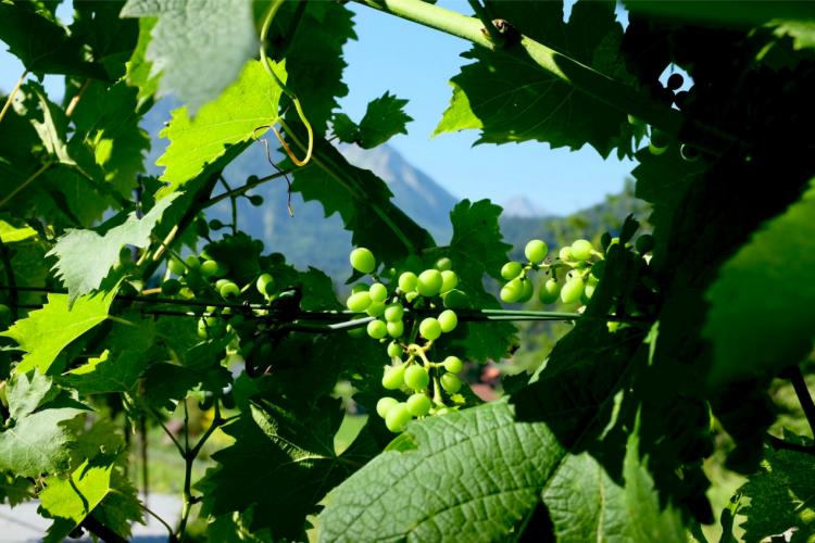 Denkinger PR - Jetzt hat Bad Hindelang den höchsten Weinberg Deutschlands 