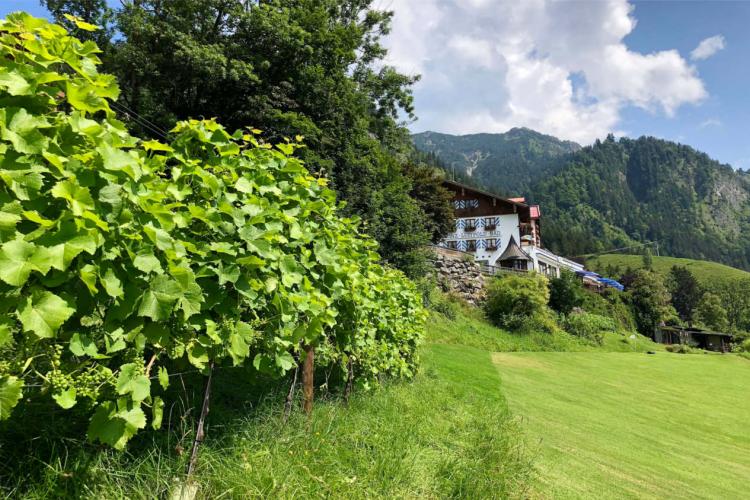 Denkinger PR - Jetzt hat Bad Hindelang den höchsten Weinberg Deutschlands 