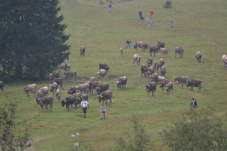 Für die Gemeinde Bad Hindelang ist der Alpabtrieb zugleich Tradition und Touristenattraktion - dieses Jahr findet der Hindelanger Viehscheid bereits zum 225. Mal statt