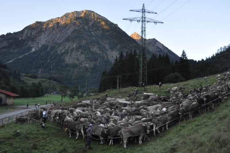 Für die Gemeinde Bad Hindelang ist der Alpabtrieb zugleich Tradition und Touristenattraktion - dieses Jahr findet der Hindelanger Viehscheid bereits zum 225. Mal statt