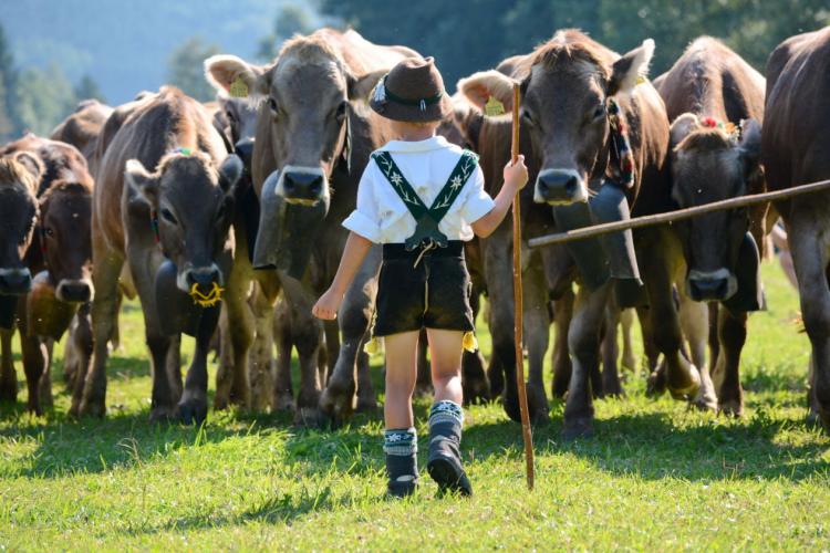 Für die Gemeinde Bad Hindelang ist der Alpabtrieb zugleich Tradition und Touristenattraktion - dieses Jahr findet der Hindelanger Viehscheid bereits zum 225. Mal statt