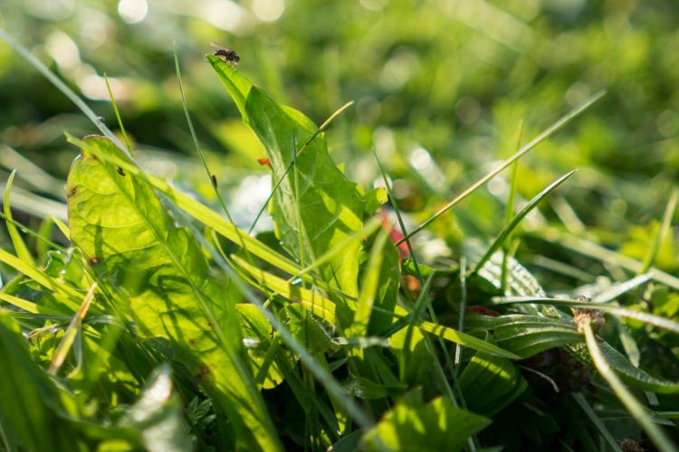 Denkinger PR - Altbewährte Mähtechnik für mehr Natur- und Artenschutz