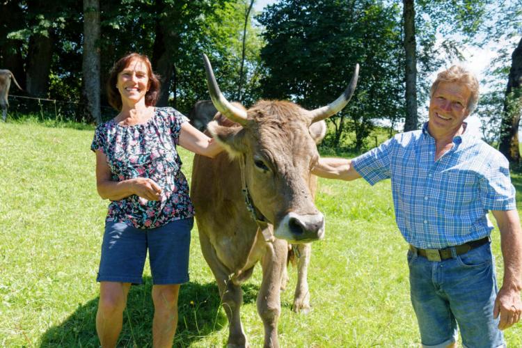 Denkinger PR - Bio-Schaukäserei Wiggensbach fördert Betriebe mit horntragenden Kühen
