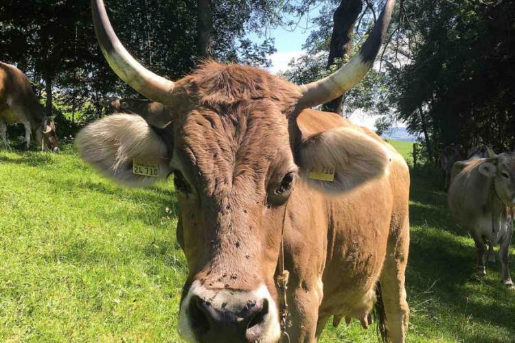 Denkinger PR - Bio-Schaukäserei Wiggensbach fördert Betriebe mit horntragenden Kühen