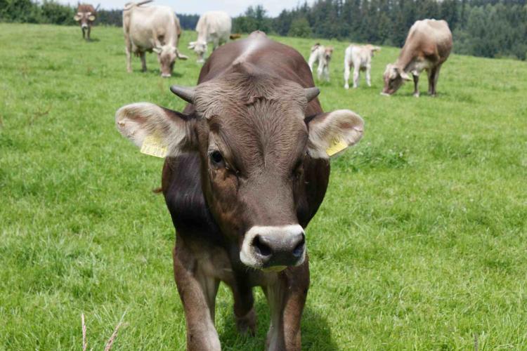 Denkinger PR - Bio-Schaukäserei Wiggensbach fördert Betriebe mit horntragenden Kühen