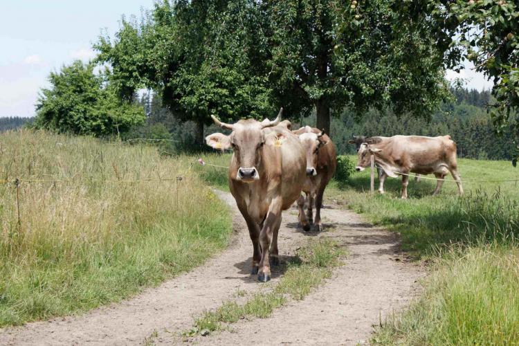 Denkinger PR - Bio-Schaukäserei Wiggensbach fördert Betriebe mit horntragenden Kühen