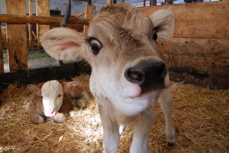 Denkinger PR - Weideschuss bietet Bio-regionales und faires Tierwohl im Glas 