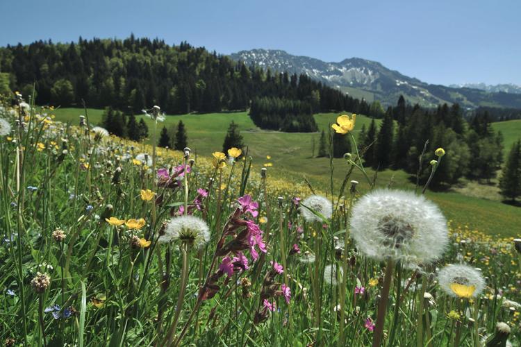 Denkinger PR - Bad Hindelang und Alpenklinik in Oberjoch werben für Allergiekompetenzzentrum