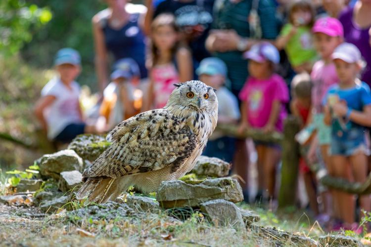 Denkinger PR - Greifvögel im Wildpark Bad Mergentheim erhalten neues Zuhause