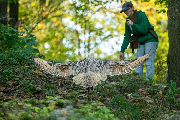 Denkinger PR - Greifvögel im Wildpark Bad Mergentheim erhalten neues Zuhause