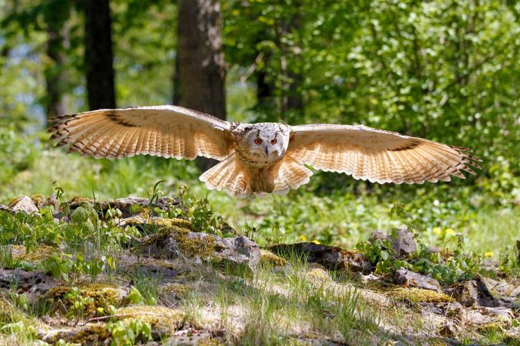 Denkinger PR - Greifvögel im Wildpark Bad Mergentheim erhalten neues Zuhause