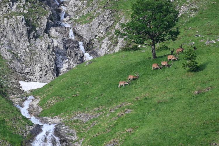 Denkinger PR - Naturschutzgebiet Allgäuer Hochalpen mit Bad Hindelang und Oberstdorf ausgezeichnet