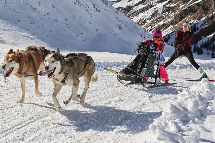 Erster Schlittenhunde-Weltcup in Bad Hindelang seit 2018