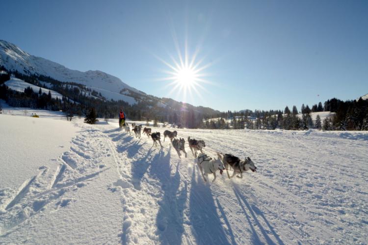 Erster Schlittenhunde-Weltcup in Bad Hindelang seit 2018