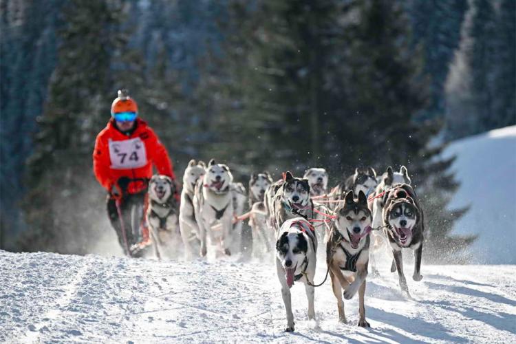 Denkinger PR - 4.000 Besucher bei Schlittenhunde-Weltcup in Unterjoch