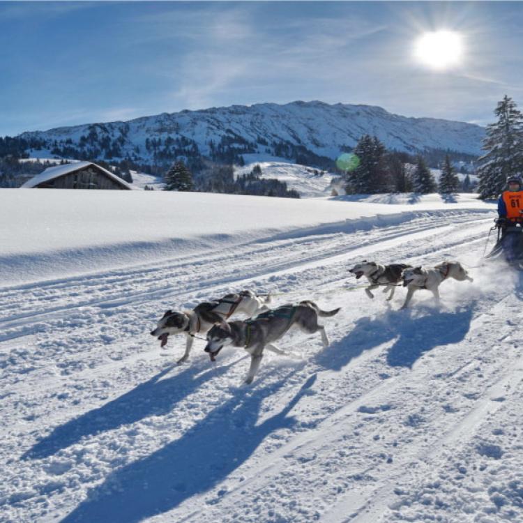 Denkinger PR - Schlittenhunde-Weltelite gastiert in Unterjoch