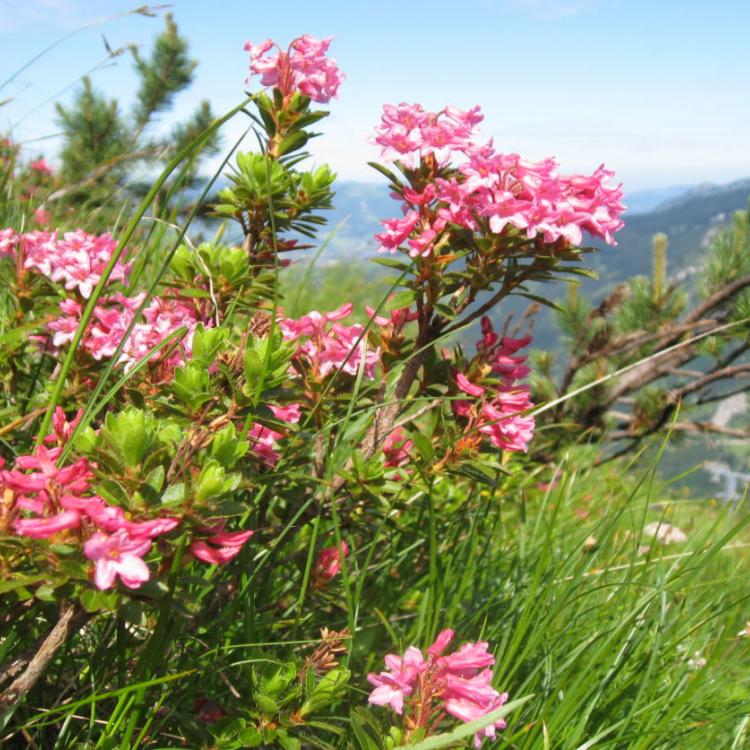 Denkinger PR - Alpenrosen blühen über Bad Hindelang