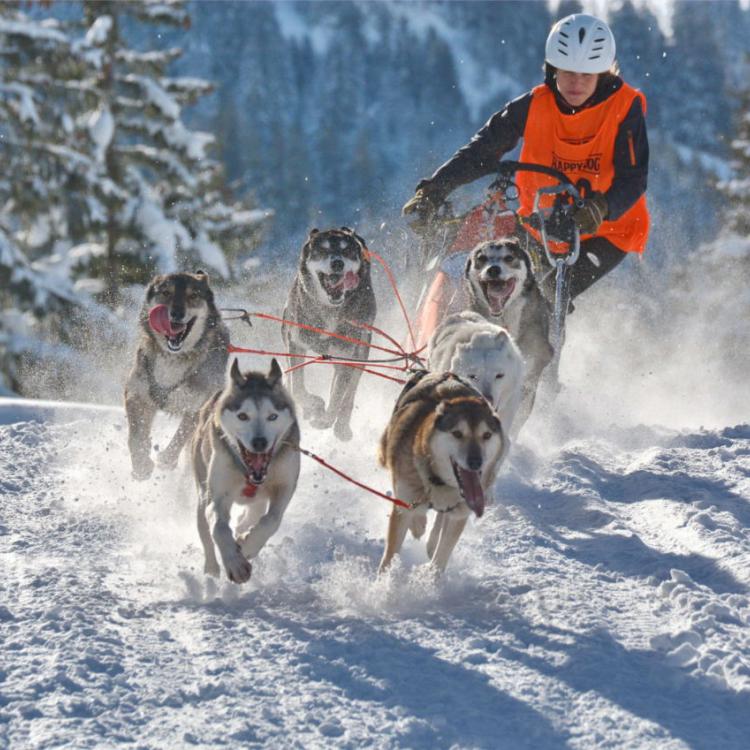 Denkinger PR - Schlittenhunde-Spektakel im Bad Hindelanger Ortsteil Unterjoch