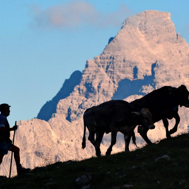 Denkinger PR - „Hindelanger Alpzit“: Dank und Ehre für Älpler und Bergbauern 