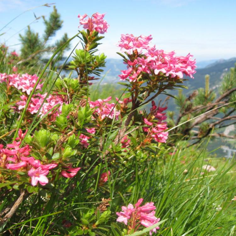 Denkinger PR - Alpenrosen-Bergpanorama über Bad Hindelang