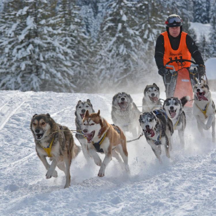 Denkinger PR - Zu viel Schnee - Schlittenhunderennen im Bad Hindelanger Ortsteil Unterjoch fällt aus