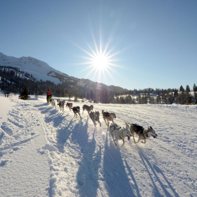 Denkinger PR - Mehr als 1.000 Tiere und 110 Teams bei Schlittenhunde-Weltcup in Unterjoch 