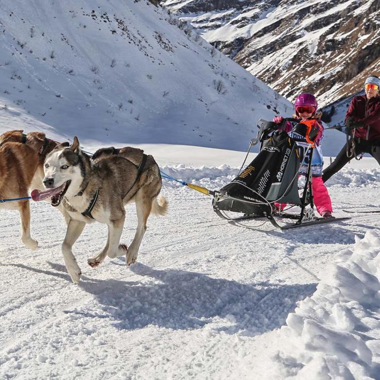 Erster Schlittenhunde-Weltcup in Bad Hindelang seit 2018