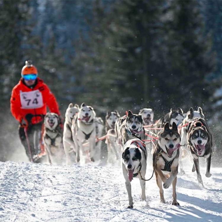 Denkinger PR - 4.000 Besucher bei Schlittenhunde-Weltcup in Unterjoch