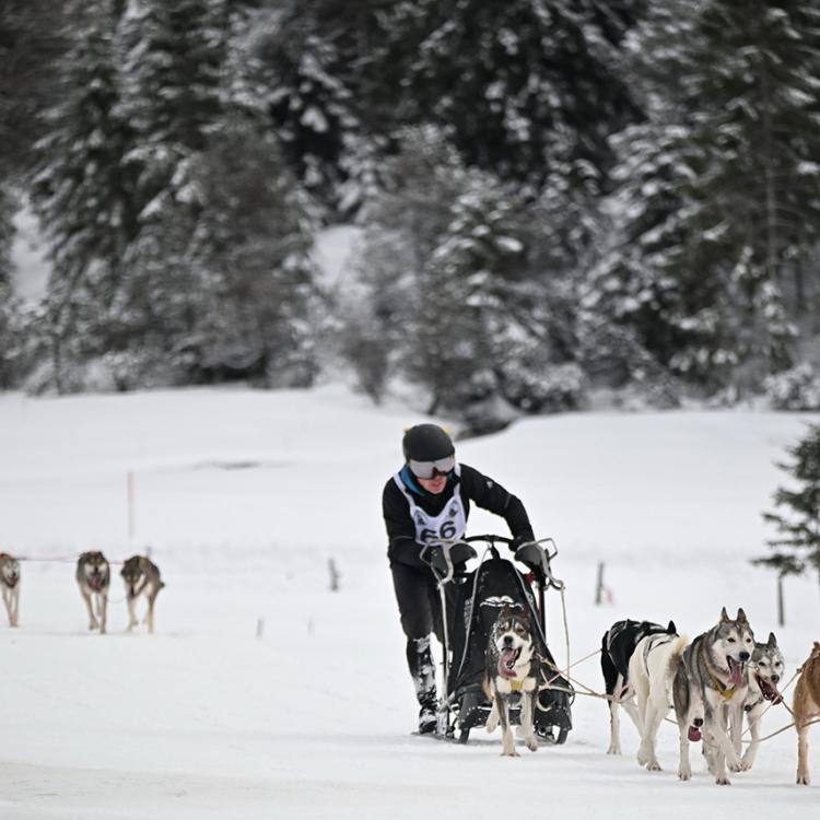 Denkinger PR - 4.000 Besucher bei Schlittenhunde-Weltcup in Unterjoch