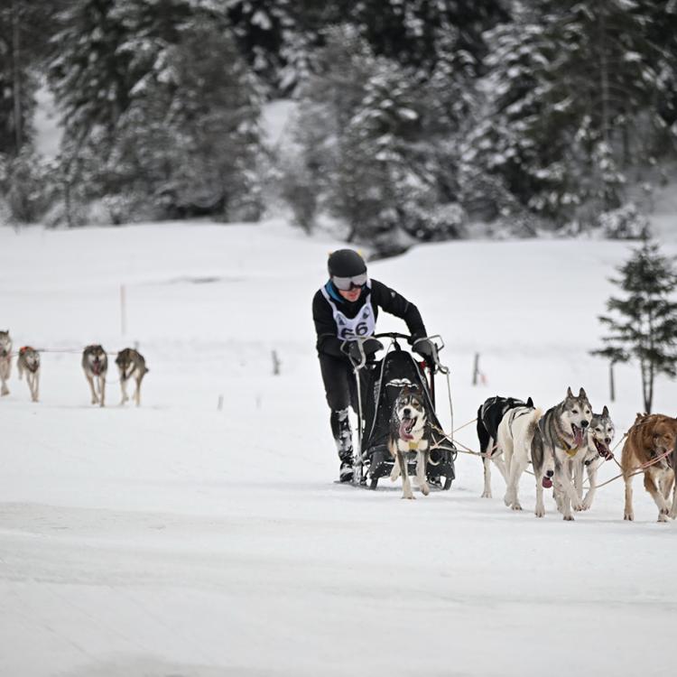 Denkinger PR - Schlittenhunde-Rennen in Unterjoch und Schattwald als Generalprobe für WM