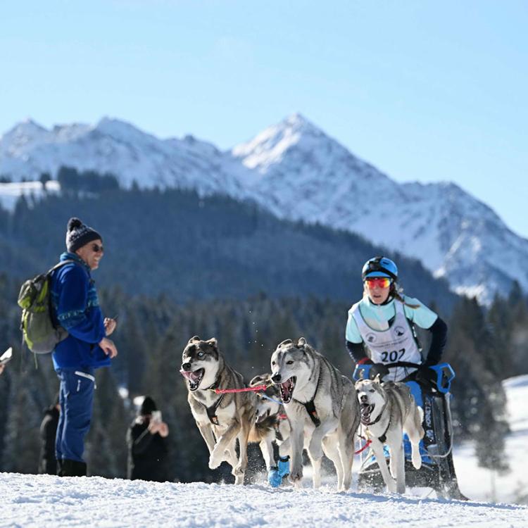 Denkinger PR - Perfekte Bedingungen beim Schlittenhunde-Weltcup